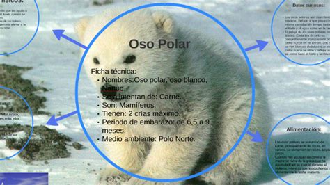 imagen de osos|Ficha Informativa .